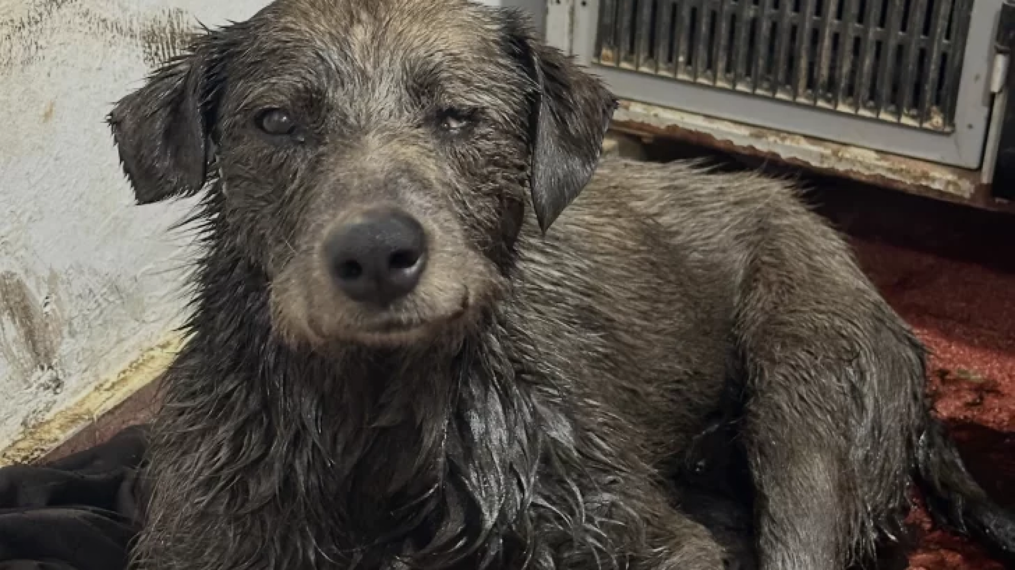 Con un emotivo video mostraron la increíble recuperación de "Nico" tras agonizar hundido en petróleo