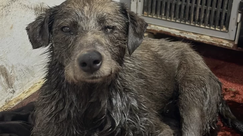 Con un emotivo video mostraron la increíble recuperación de "Nico" tras agonizar hundido en petróleo