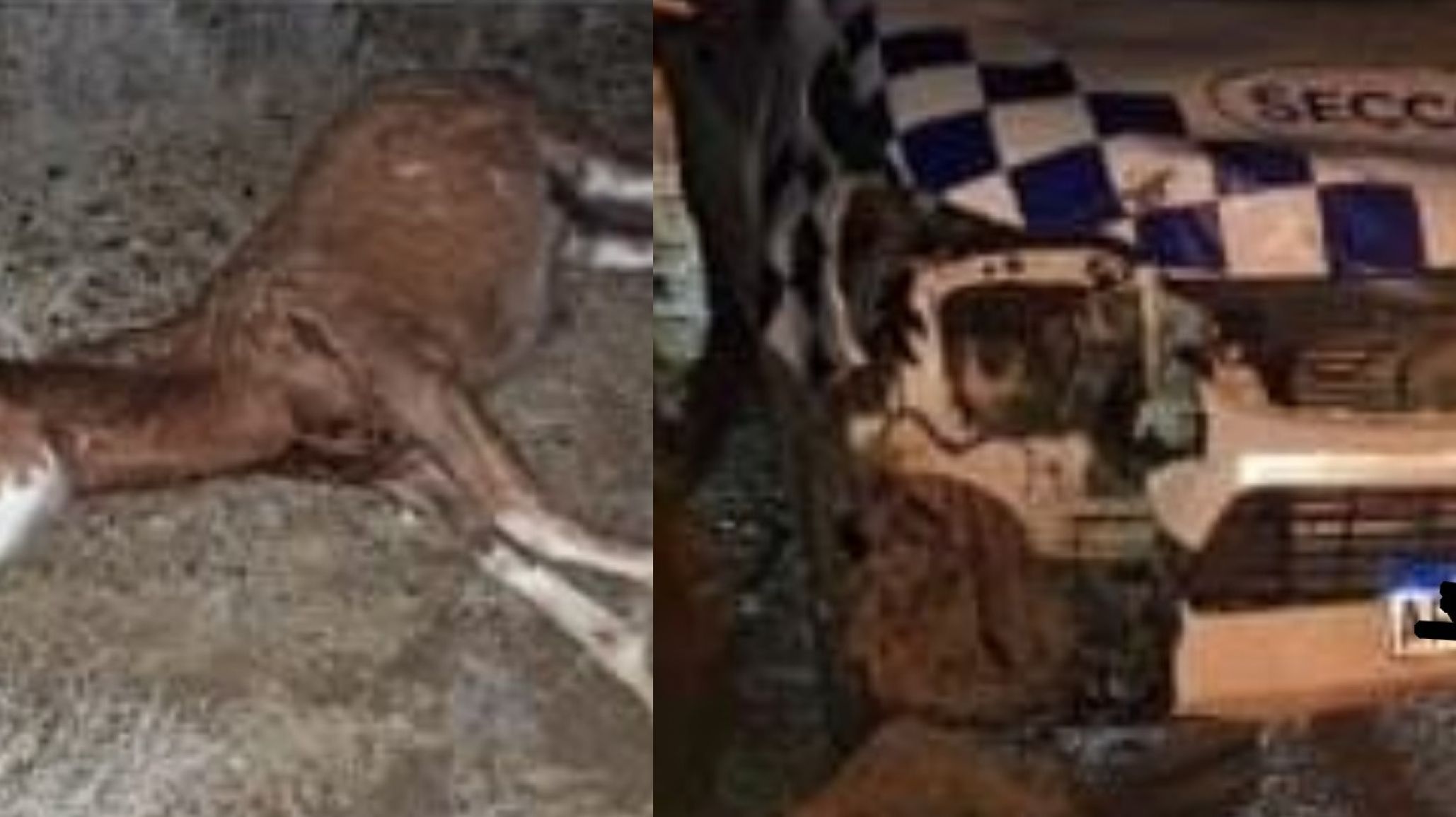Una camioneta chocó contra un potrillo en plena ruta: el animal murió en el lugar