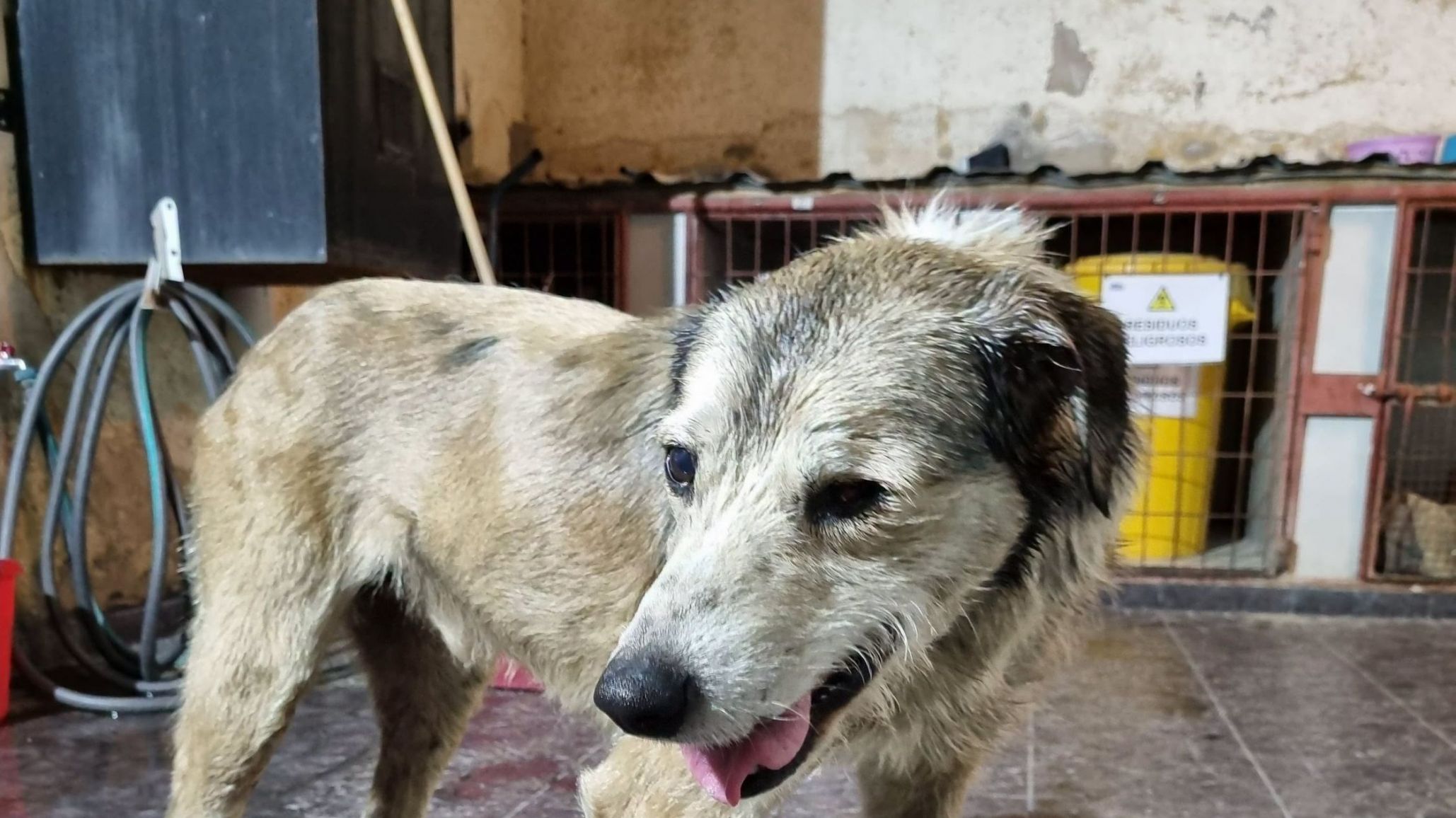 Nico sigue luchando: bajó de peso, pero continúa estable y bajo tratamiento veterinario