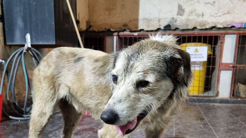 Nico sigue luchando: bajó de peso, pero continúa estable y bajo tratamiento veterinario