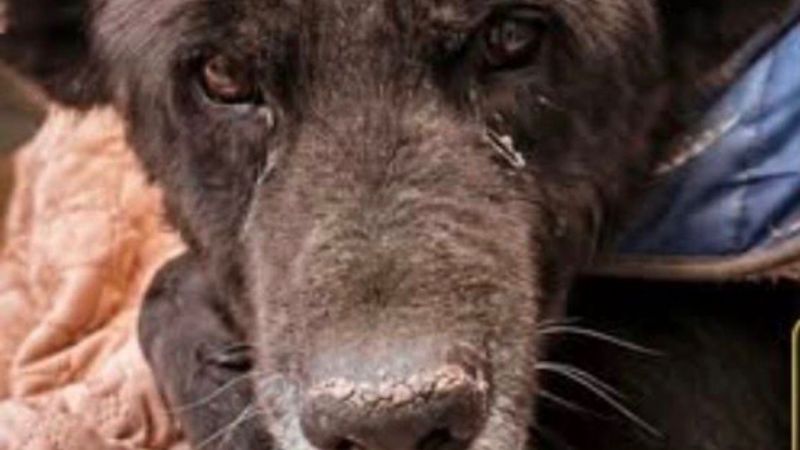 Piden ayuda urgente para salvar a "Orejón": "Su vida corre riesgo mortal"