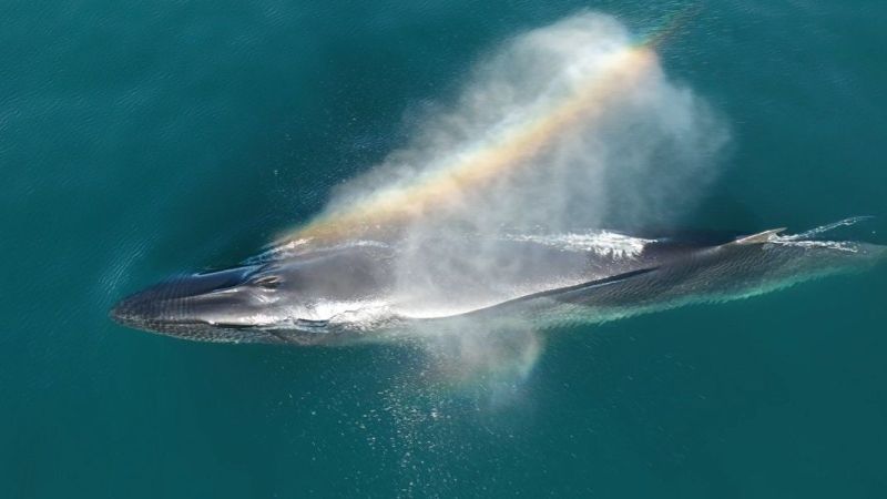 Un seguimiento satelital permite conocer por primera vez el recorrido migratorio completo de una ballena sei