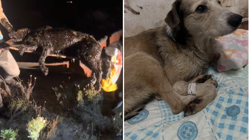 Alivio y esperanza: Nico, el perro rescatado de una pileta de petróleo, avanza en su recuperación y pronto tendrá un nuevo hogar