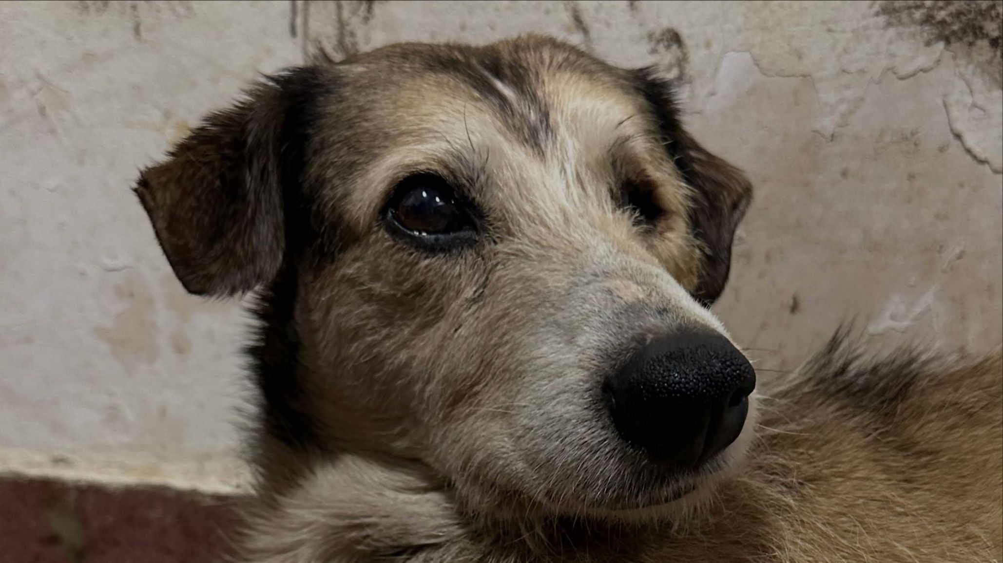 Nico vuelve a empezar: este lunes deja la veterinaria y se va a su nuevo hogar