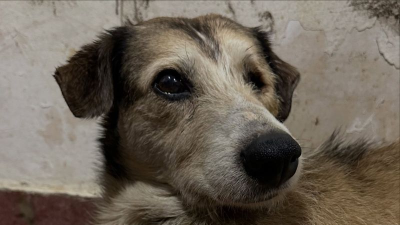 Nico vuelve a empezar: este lunes deja la veterinaria y se va a su nuevo hogar