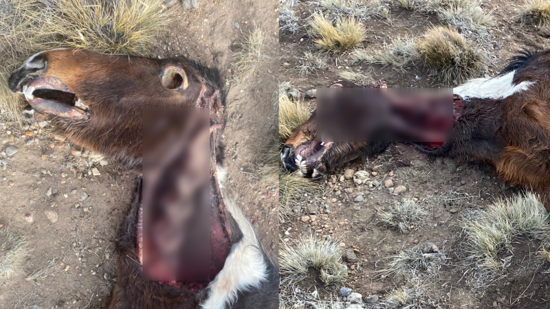 Yeguas mutiladas en Río Mayo: "Los cortes coinciden con casos que investigamos hace más de 20 años"