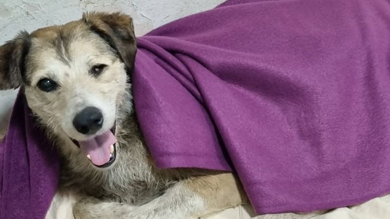 Nico sigue mejorando: no volvió a convulsionar y ya volvió a comer