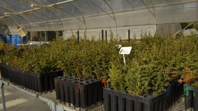 Se plantarán más de 100 mil árboles nativos en áreas afectadas por incendios en Chubut