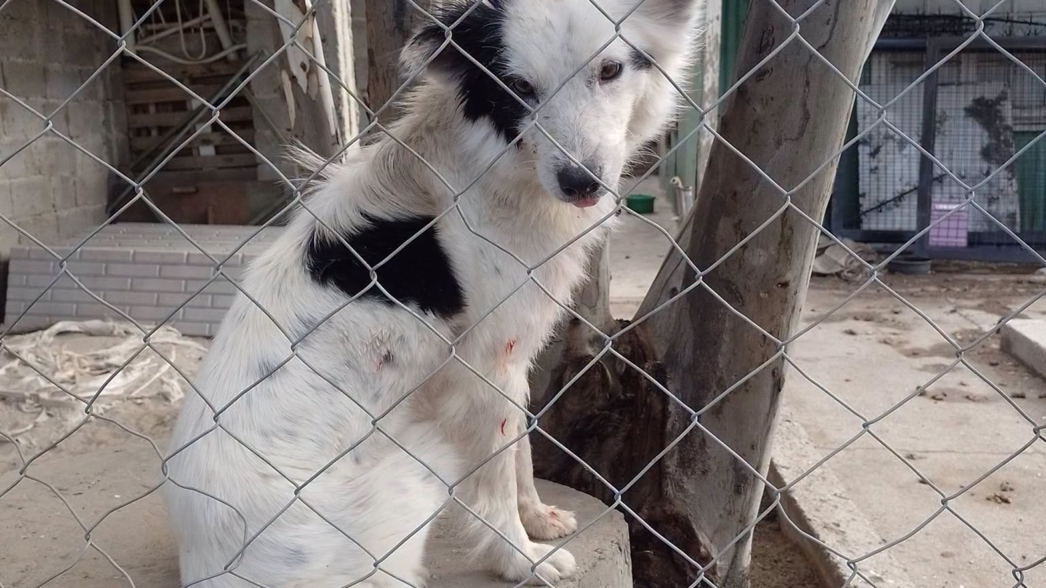 Denuncian grave caso de maltrato animal y abandono en el barrio Km. 3 de Comodoro Rivadavia