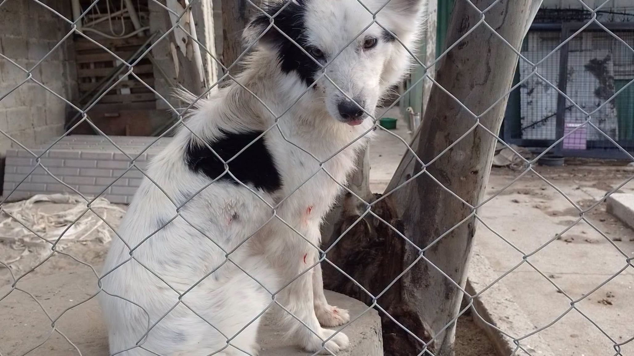 Denuncian grave caso de maltrato animal y abandono en el barrio Km. 3 de Comodoro Rivadavia