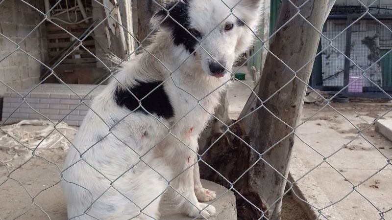 Denuncian grave caso de maltrato animal y abandono en el barrio Km. 3 de Comodoro Rivadavia