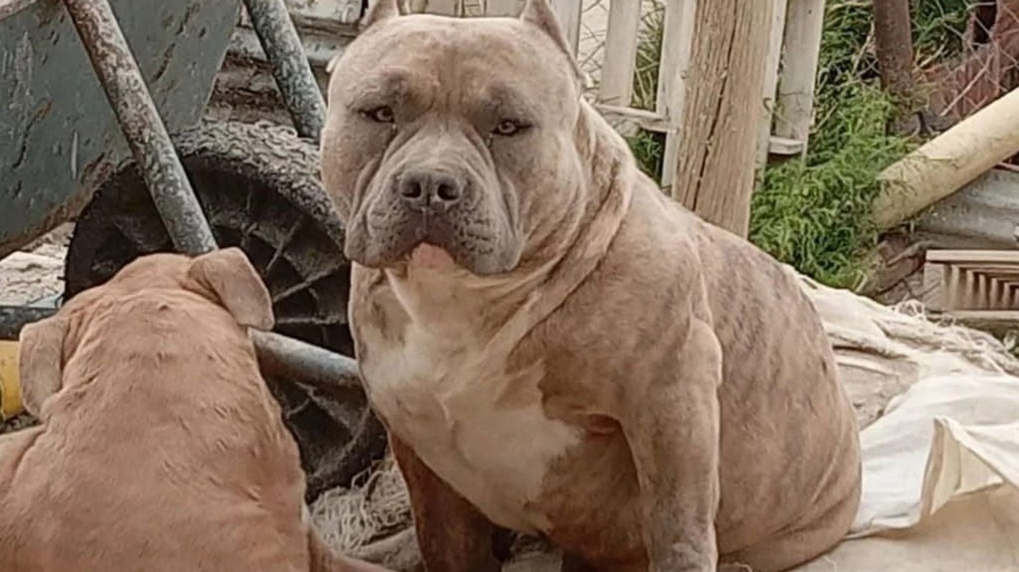Comodoro: ofrecen recompensa para recuperar a "Moto", un perro pitbull extraviado en el barrio Jorge Newbery