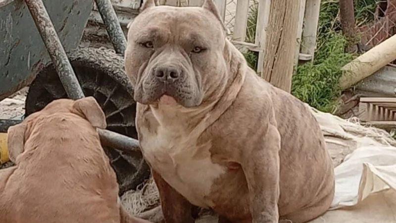 Comodoro: ofrecen recompensa para recuperar a "Moto", un perro pitbull extraviado en el barrio Jorge Newbery