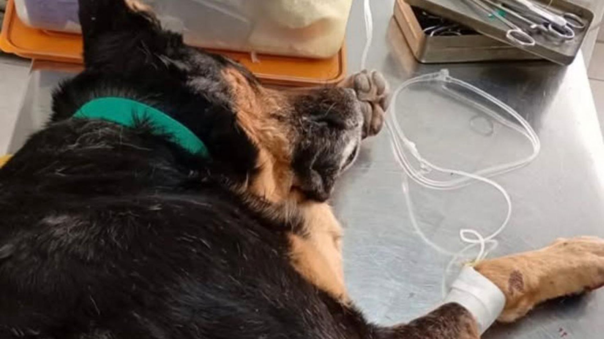 Apuñalaron dos veces a un perro en Gaiman y buscan identificar al agresor