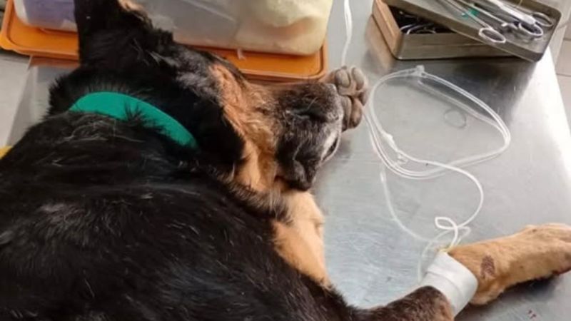 Apuñalaron dos veces a un perro en Gaiman y buscan identificar al agresor