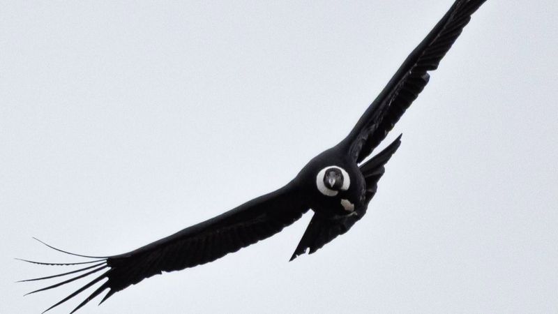 Impresionante encuentro con la naturaleza: un fotógrafo capturó de cerca a un cóndor andino en el camino a La Hoya