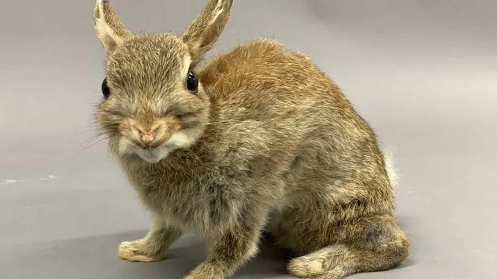 Fallo histórico en Tierra del Fuego: un juez declaró a los conejos europeos como "sujetos de derecho" para frenar su matanza con gas