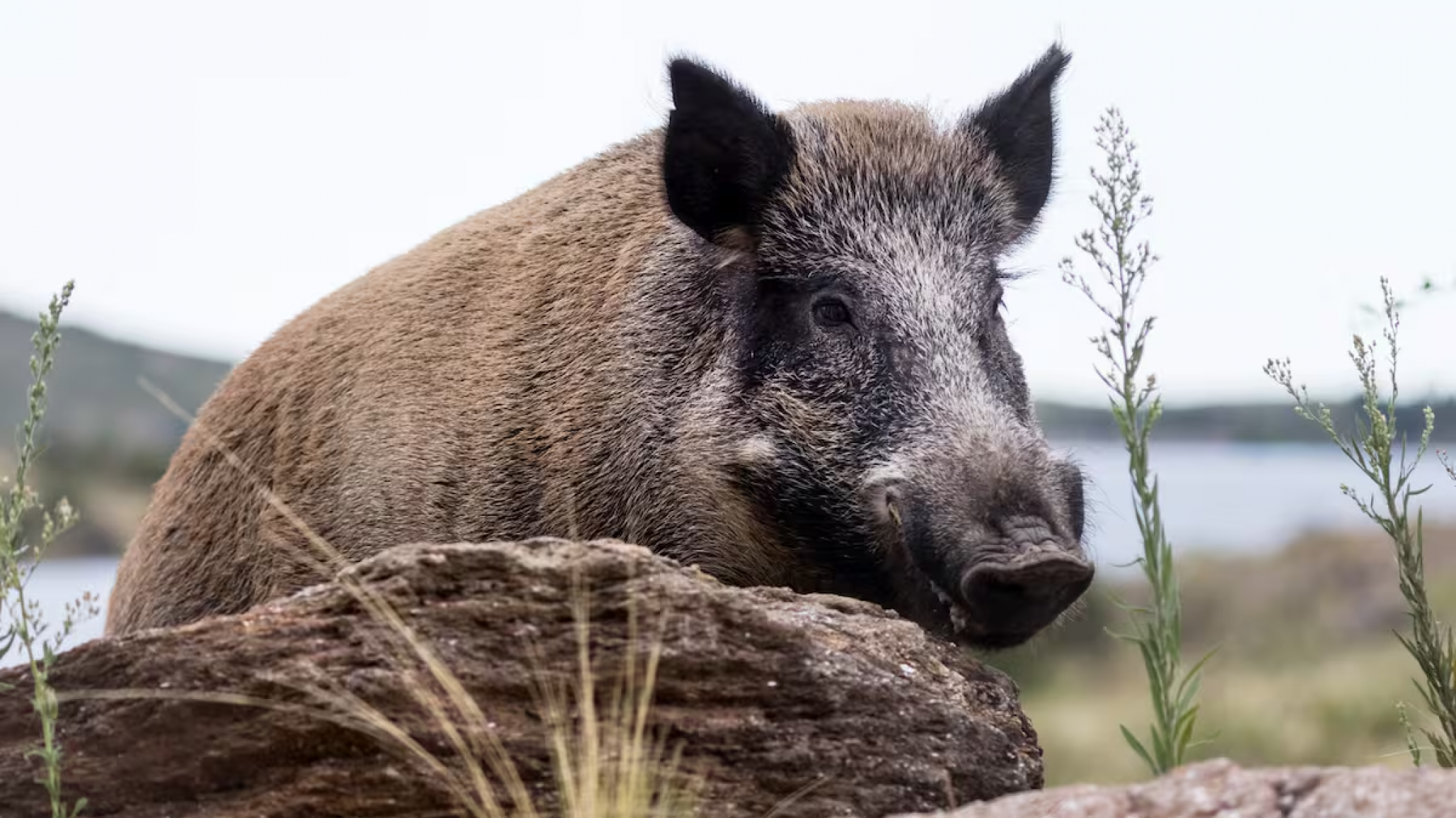 Río Negro modernizó la Ley de Carnes tras más de 35 años de vigencia