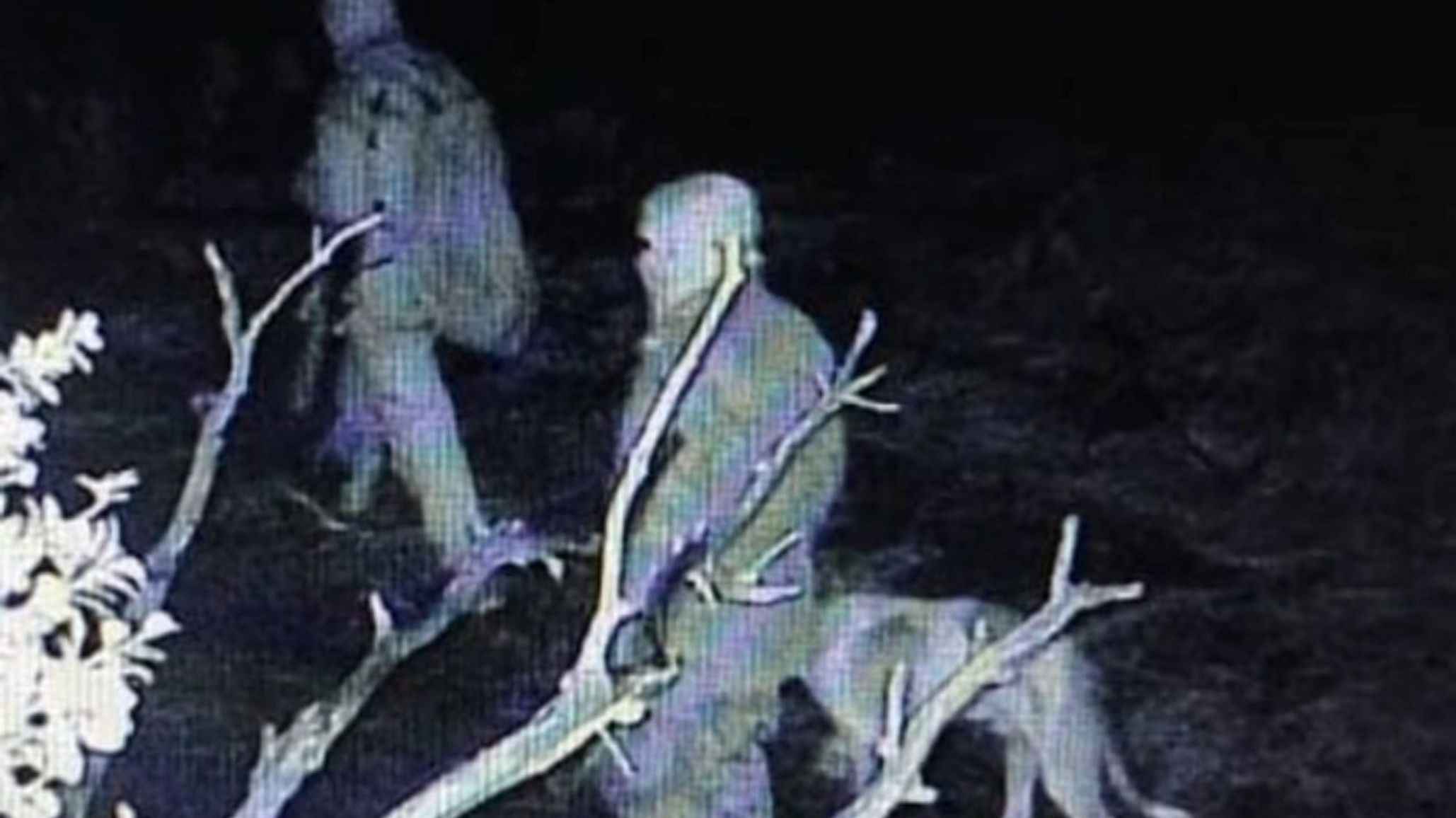 Allanamientos en Trevelin: investigan una presunta red de caza furtiva de jabalíes y ciervos