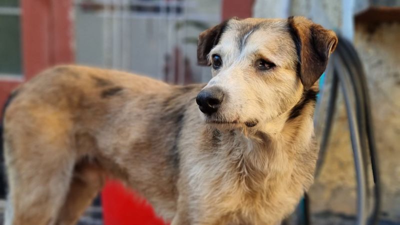 Nico, el perro empetrolado, recibió el alta y continuará su recuperación en casa