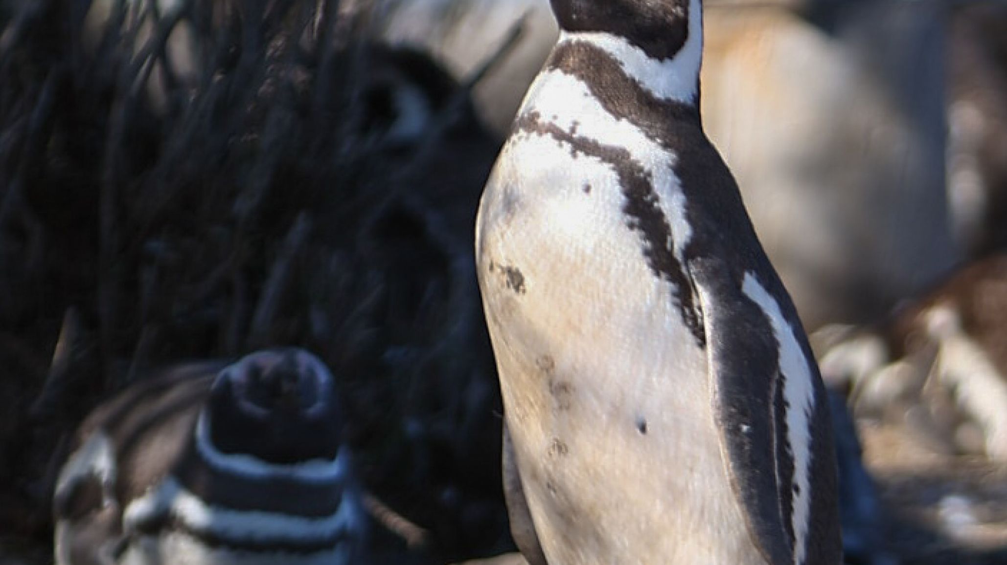 Los ping黫nos de Magallanes llegan a Chubut para brindar uno de los grandes espect醕ulos de la fauna patag髇ica