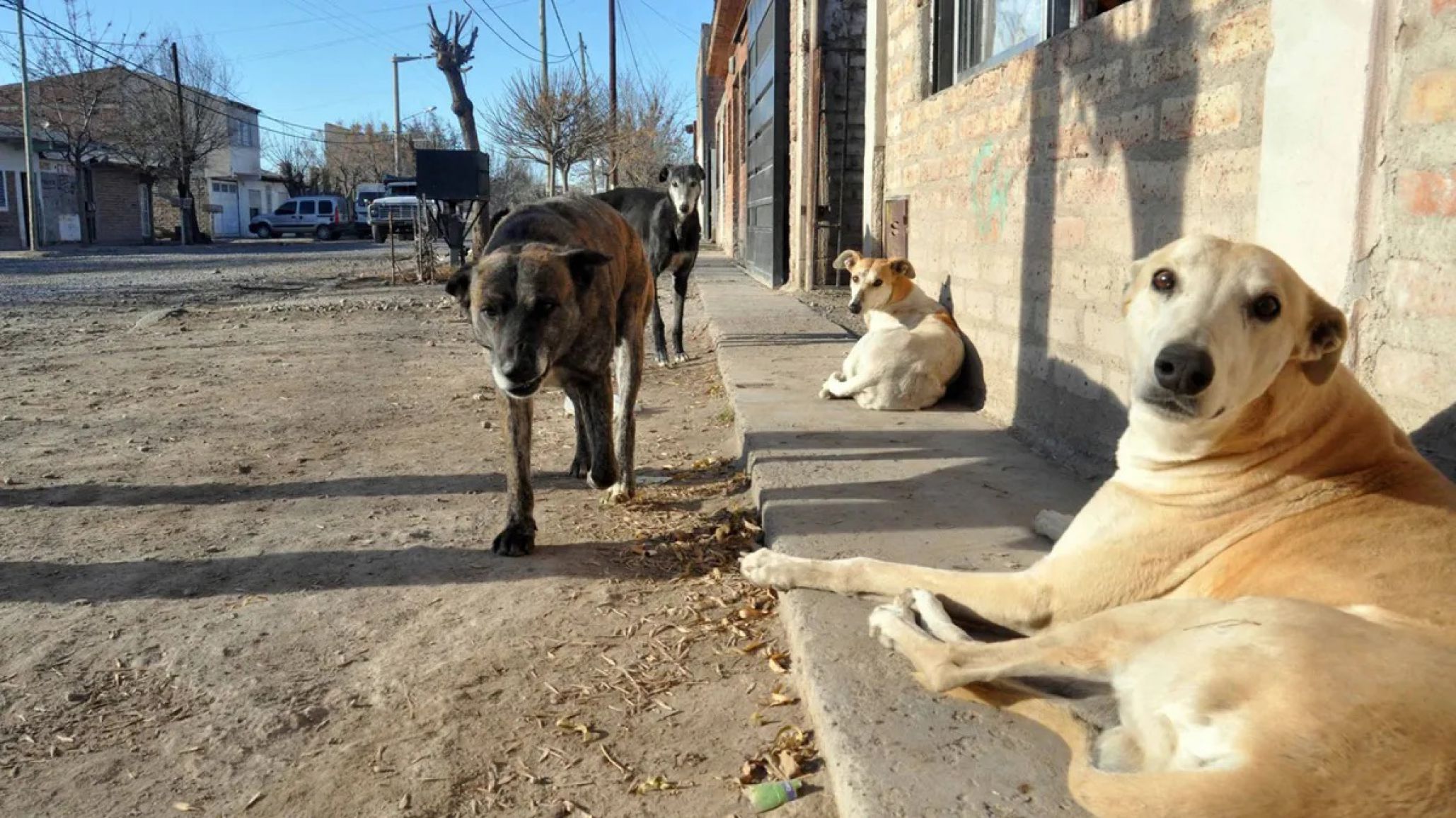 "Se llamará al sector de protección animal": la vecinal de Km.5 piden mantener a las mascotas en los patios para proteger a niños y adultos mayores