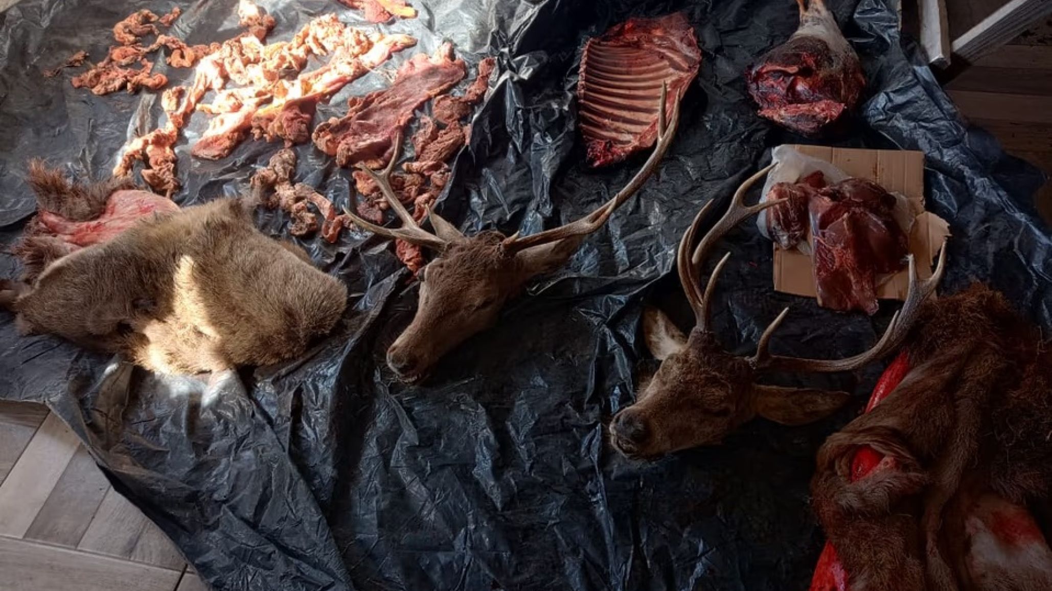 Faena clandestina y allanamiento relámpago en Cholila: robaron un animal en un campo, la policía los fichó de madrugada y cayó con armas y carne