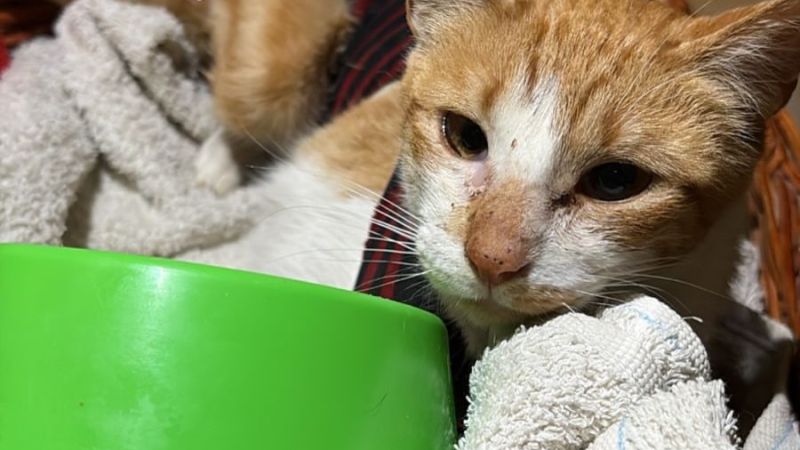 Buscan un hogar para Olga, una gata rescatada que necesita una familia