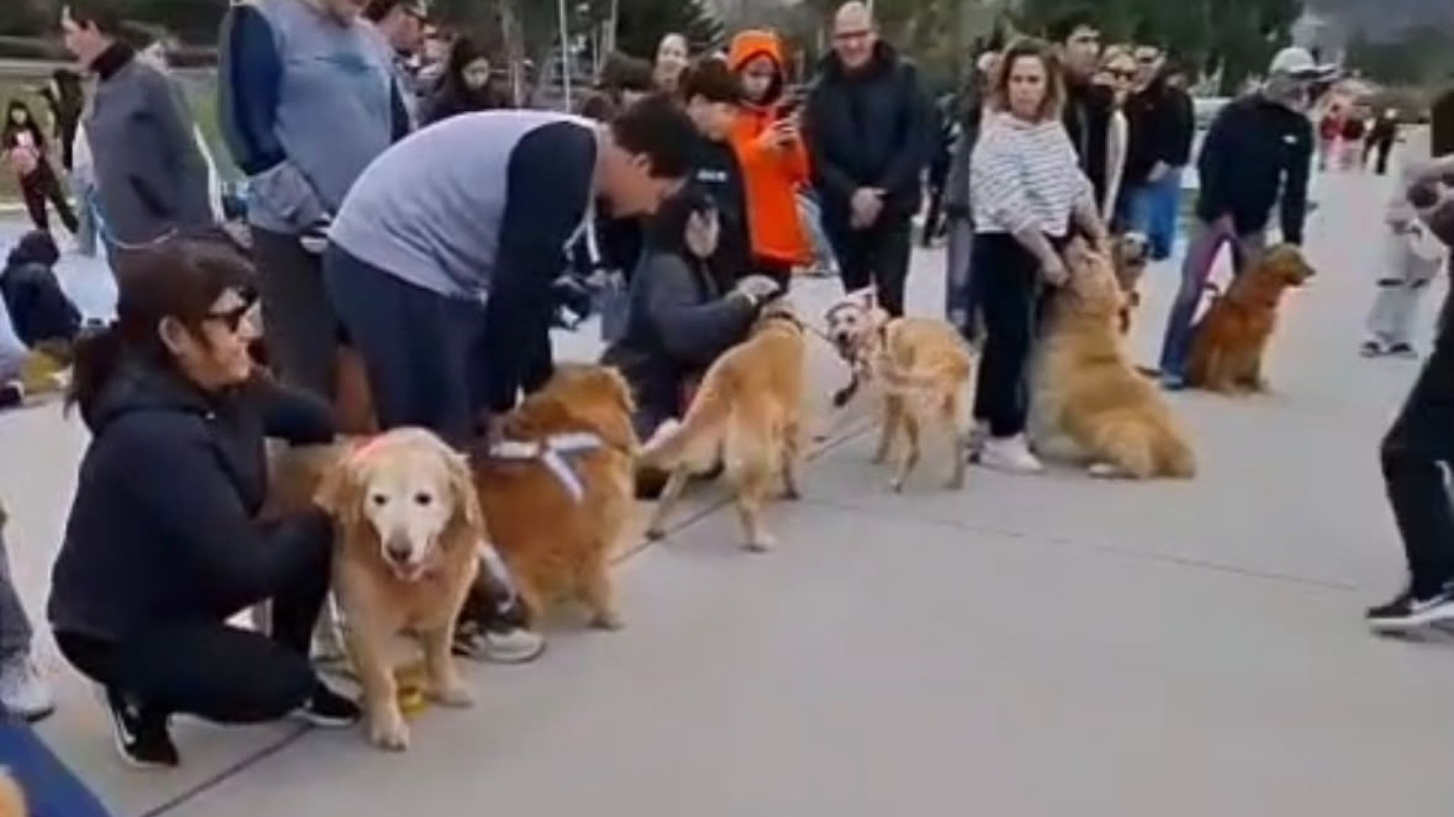 El segundo Encuentro Dorado reunió a familias y sus perros en el Parque de la Ciudad