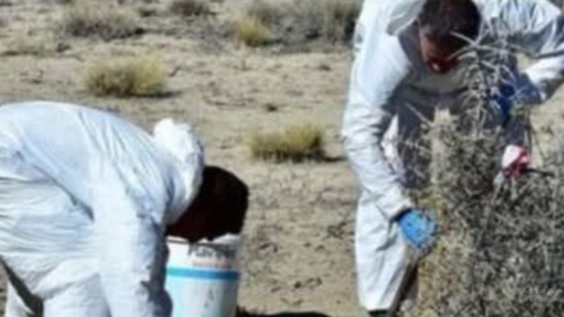 Misterioso hallazgo en Puerto Madryn: encontraron un cráneo y alrededor de 120 restos óseos