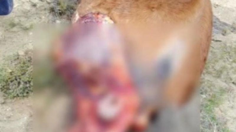 Alerta en Comodoro: hallaron un equino faenado y no descartan que la carne fuera destinada al consumo humano
