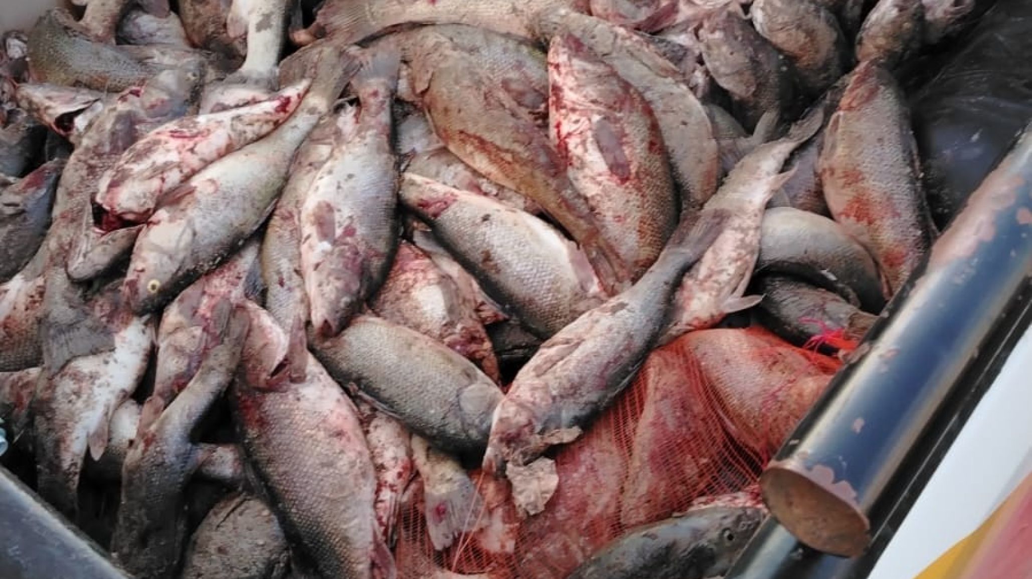 Provincia refuerza los controles de pesca para resguardar los ambientes acuáticos