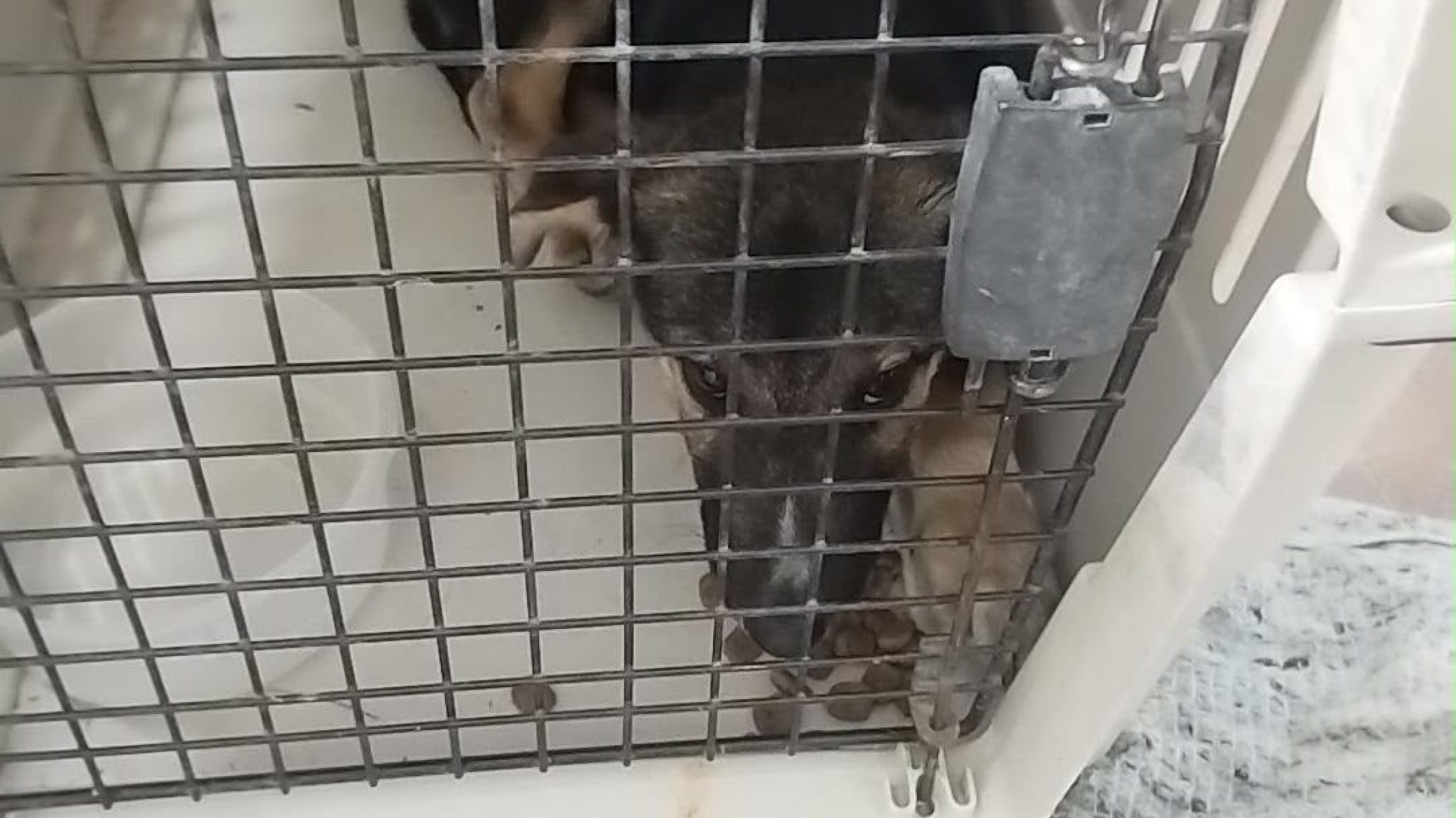 No era un puma: una imagen manipulada con IA generó preocupación