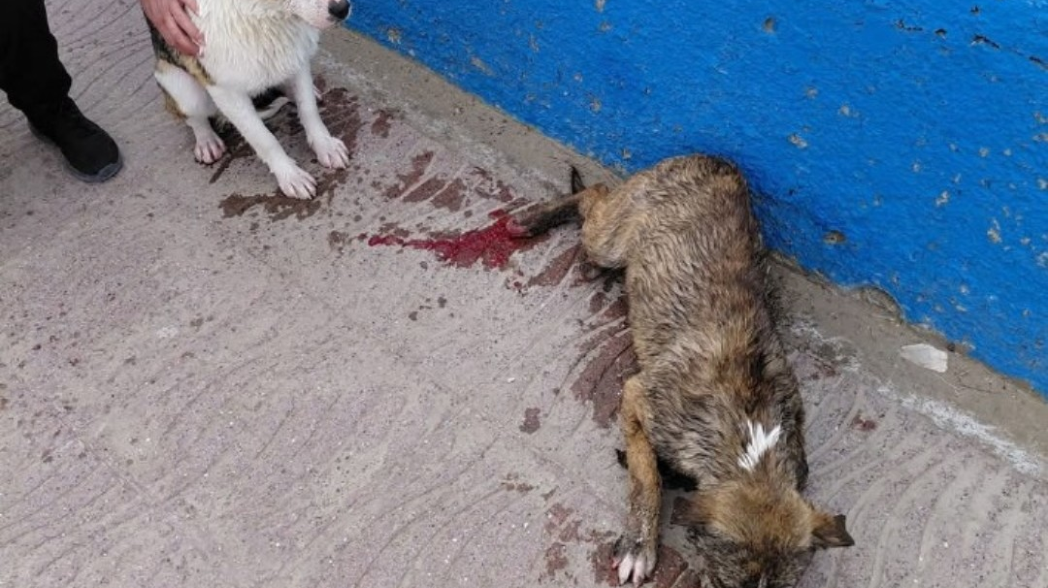Rescataron a dos perros del agua en la costa de Comodoro y buscan quién pueda resguardarlos