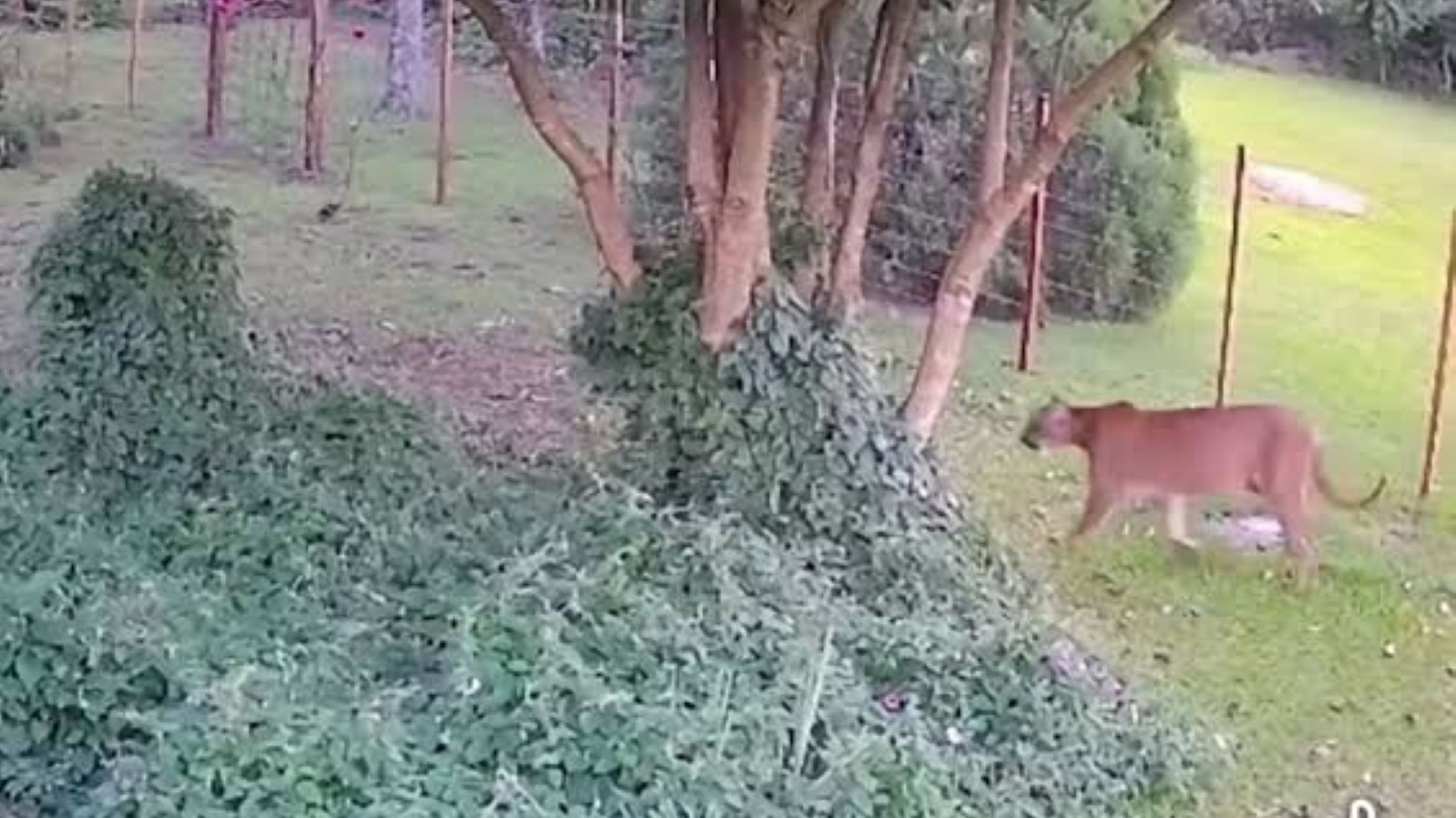 Un puma merodea una zona de casas en Apóstoles y una vecina contó que llegó hasta su ventana