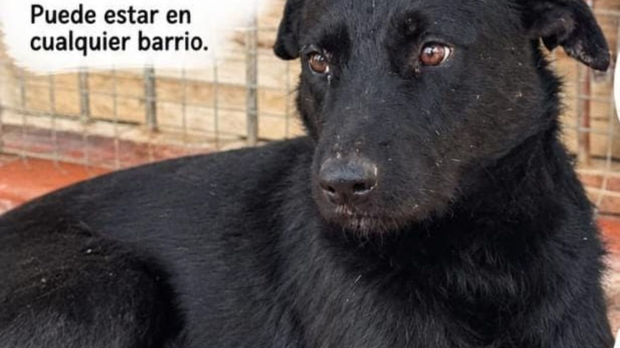 Buscan a Negrito, el perro que desapareció en Rada Tilly y fue visto en el barrio Pueyrredón