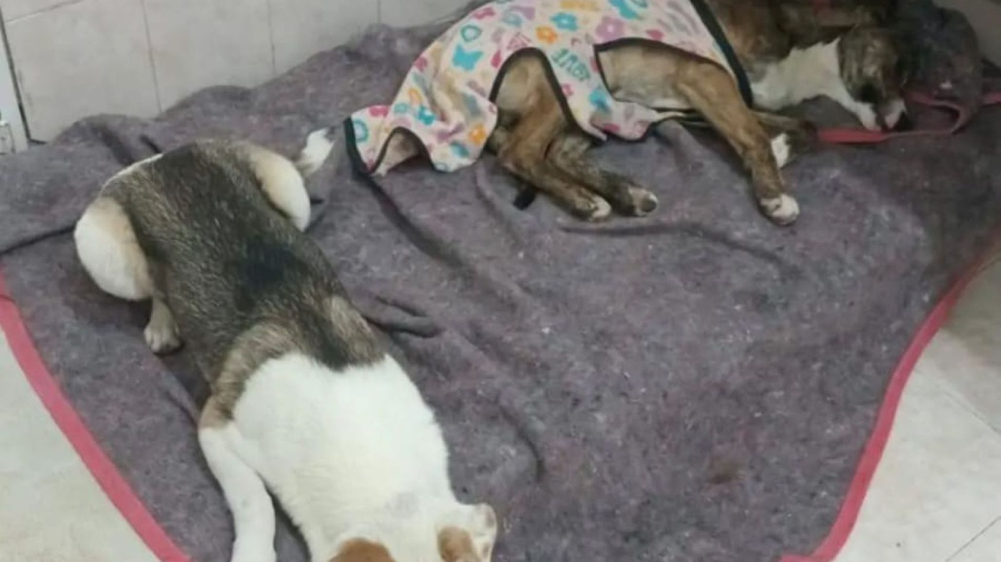Comodoro Rivadavia: cómo siguen los perros que cayeron al mar y necesitan ayuda para afrontar los gastos veterinarios