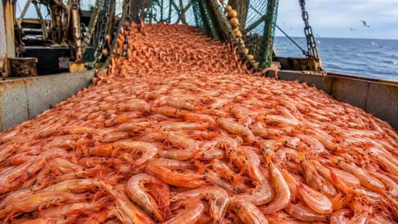 El mapa del langostino: cuánto se desembarcó en Comodoro y por qué Chubut lideró la temporada
