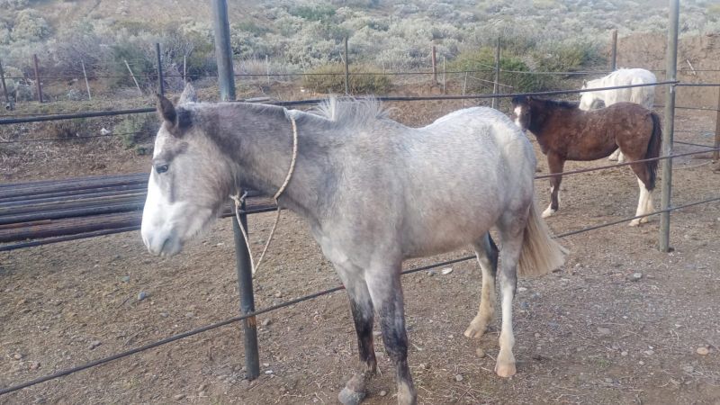 Aplican la ordenanza de control de equinos en Comodoro y ya retiraron varios caballos de la vía pública