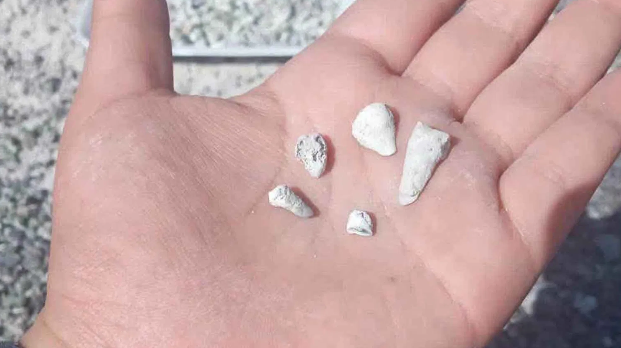 Horror en Michoacán: hallan 1.600 dientes de leche en una fosa clandestina que sacude a todo México
