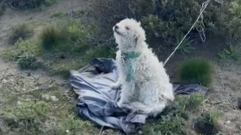 Cruel abandono en la zona de Los Palitos: rescataron a un perro que había sido dejado atado en el cerro