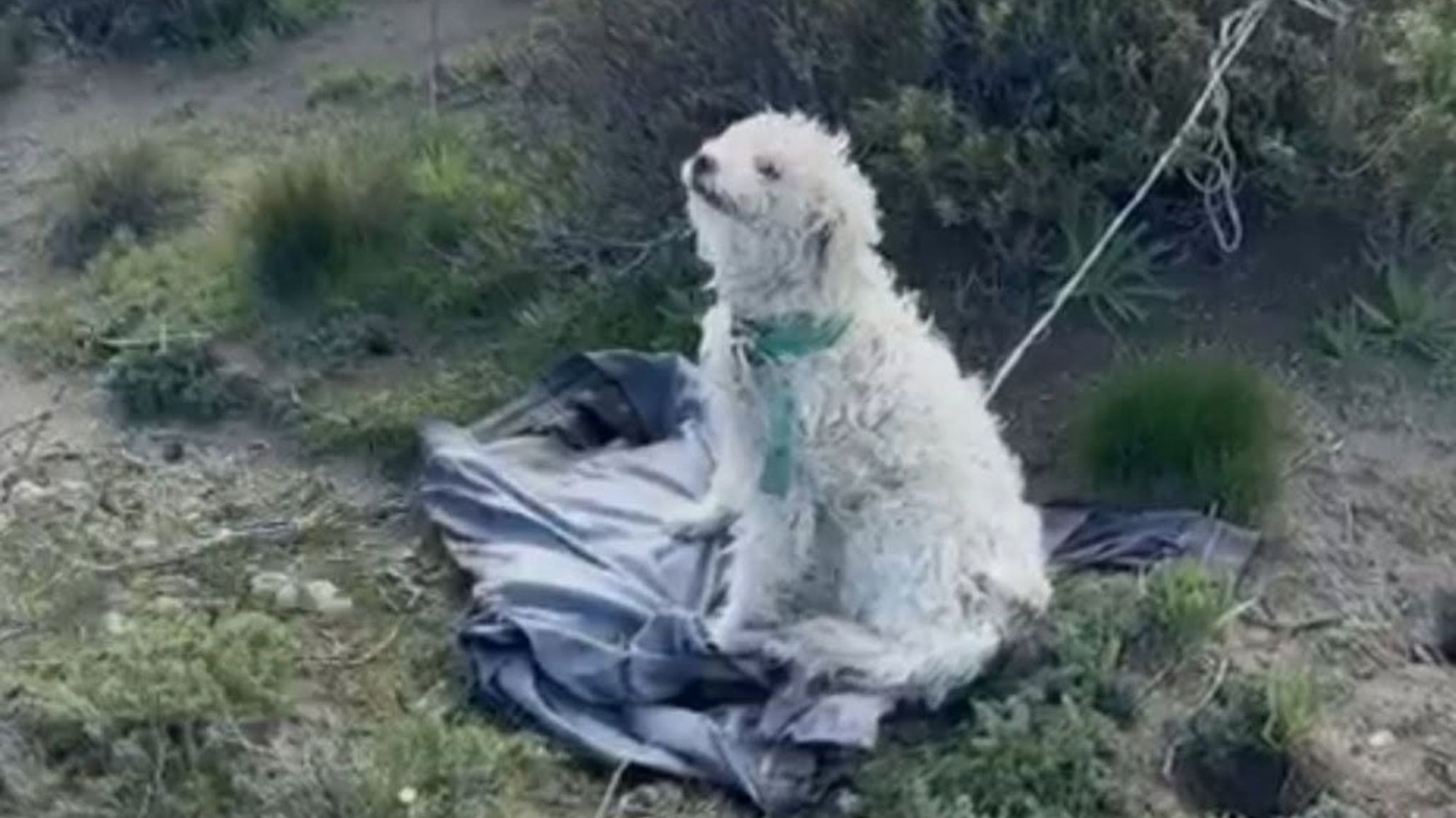 Comodoro: preocupación por el perro abandonado en Los Palitos que escapó hacia la ruta