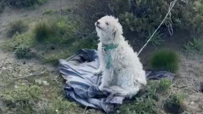 Comodoro: preocupación por el perro abandonado en Los Palitos que escapó hacia la ruta