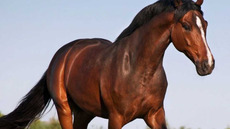 Comodoro: advierten que la muerte clandestina de caballos puede ser investigada como maltrato animal