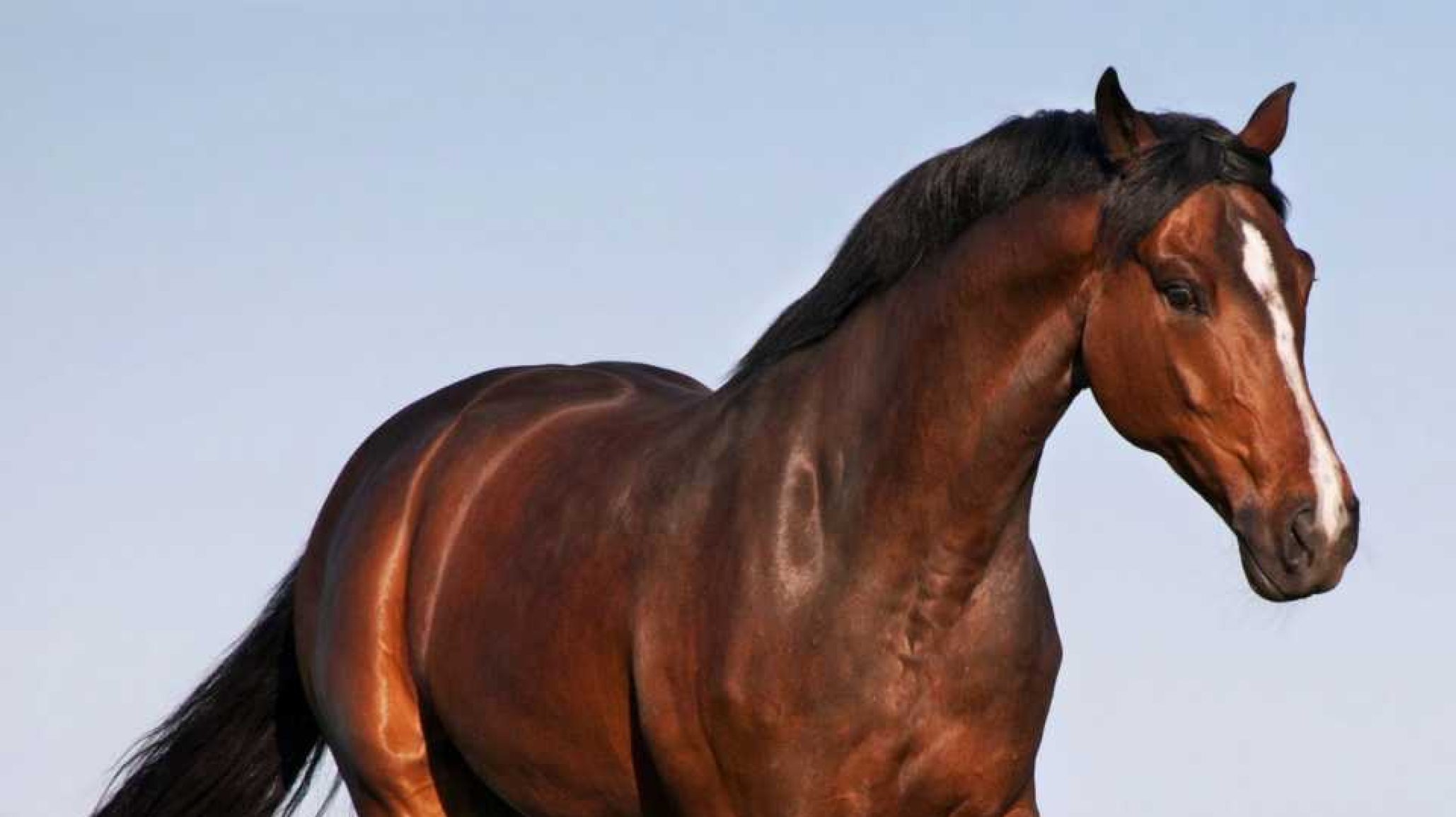 Fiscalía investiga la matanza clandestina de caballos en Comodoro y pide datos a los vecinos