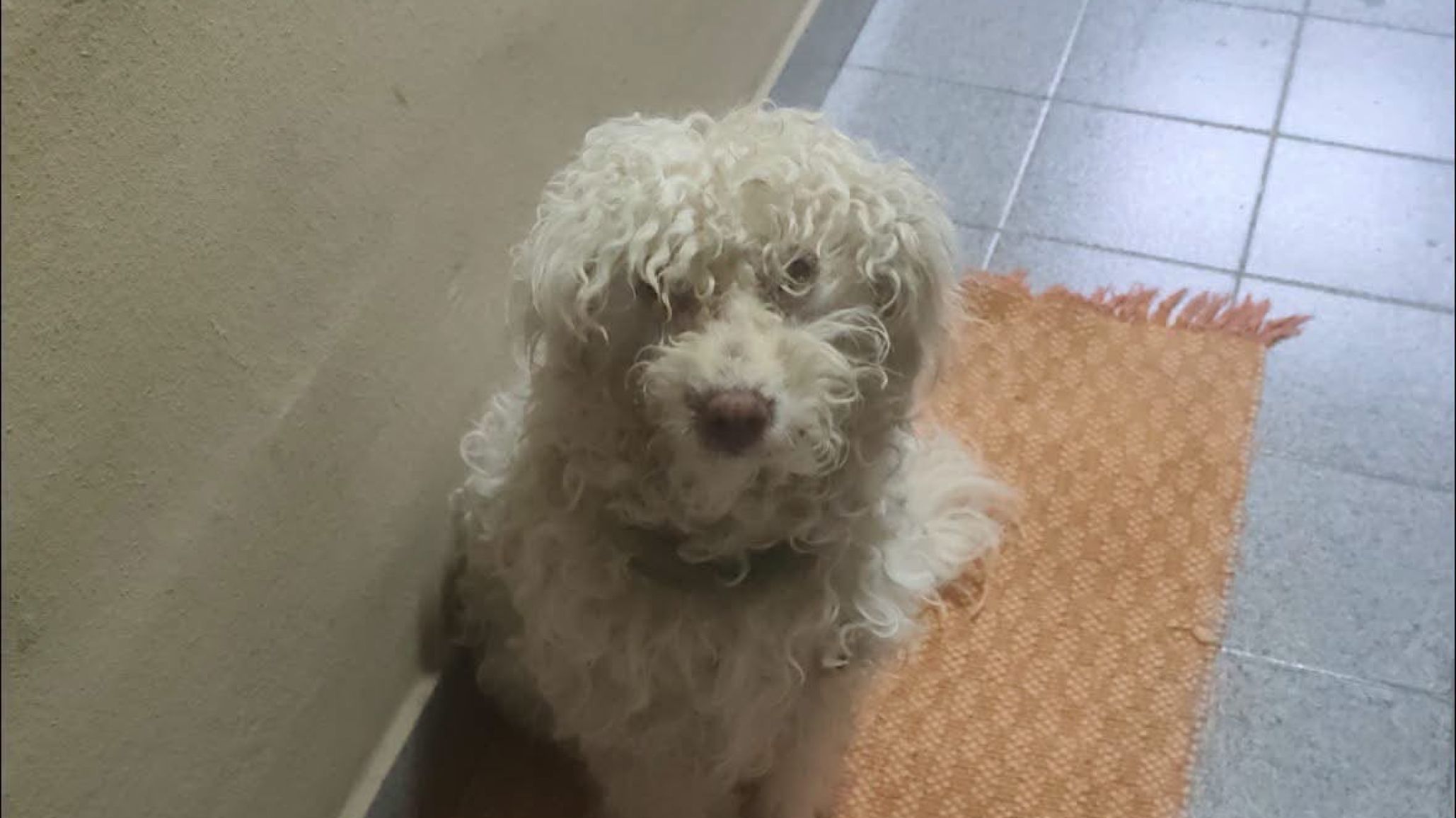 La perrita fue encontrada abandonada y en mal estado en la zona de Los Palitos. Una vecina de Las Heras decidió rescatarla y ahora solicitan colaboración para realizarle los primeros análisis veterinarios.