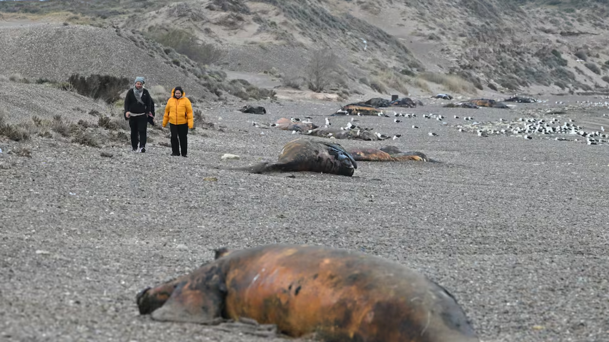 Ballenatos muertos en Madryn: detectaron una bacteria y explicaron qué se sabe hasta ahora
