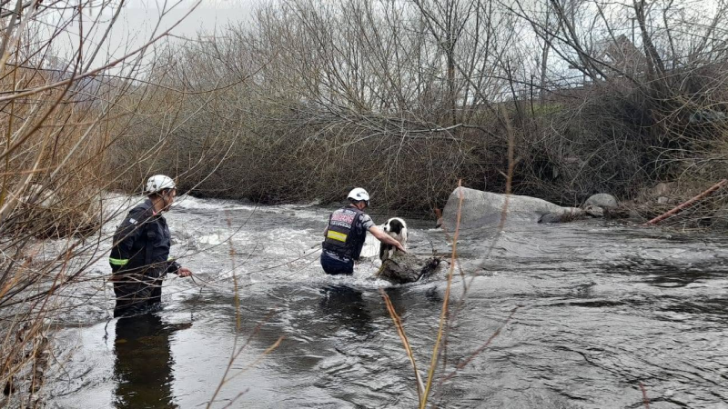 Bomberos rescataron a un perro que había quedado atrapado por la fuerte corriente de un arroyo