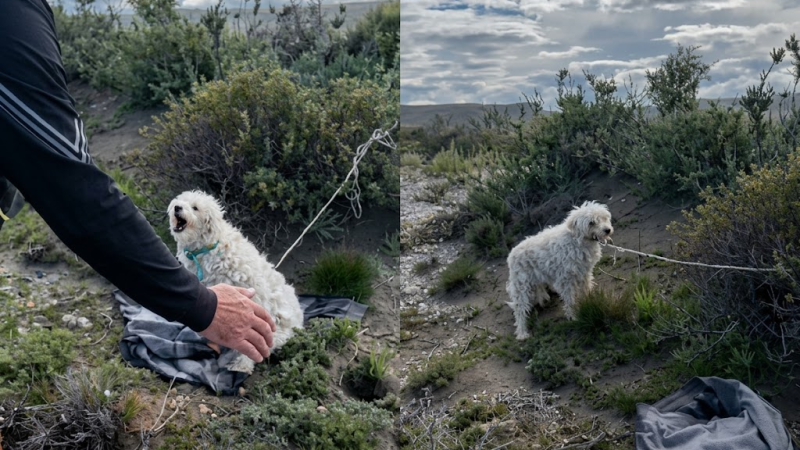 Estado crítico y lucha por sobrevivir: cómo evoluciona la perrita rescatada en la ruta hacia Comodoro